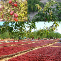 Freeze Dried (FD) Chinese Red Dates Chips